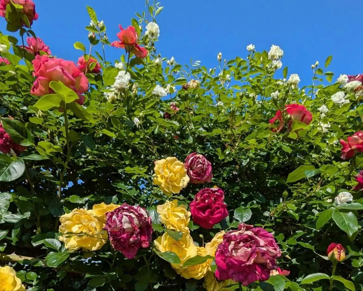 🌸 꽃 마을(카큐노사토) 이미지 6